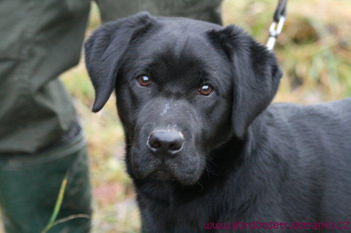 Labrador